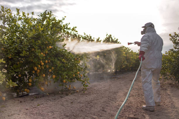Best Local Pest Control Services  in Royal Kunia, HI
