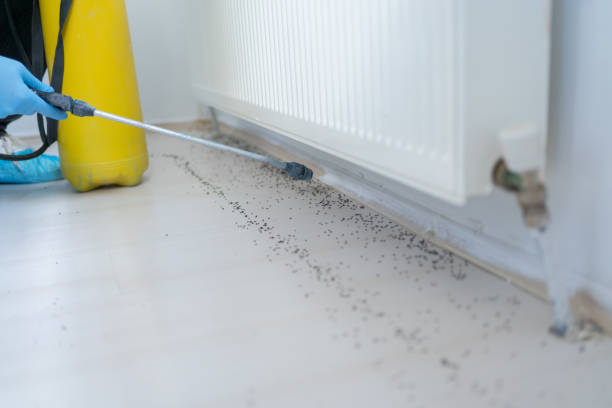 Best Ant Control Services  in Royal Kunia, HI